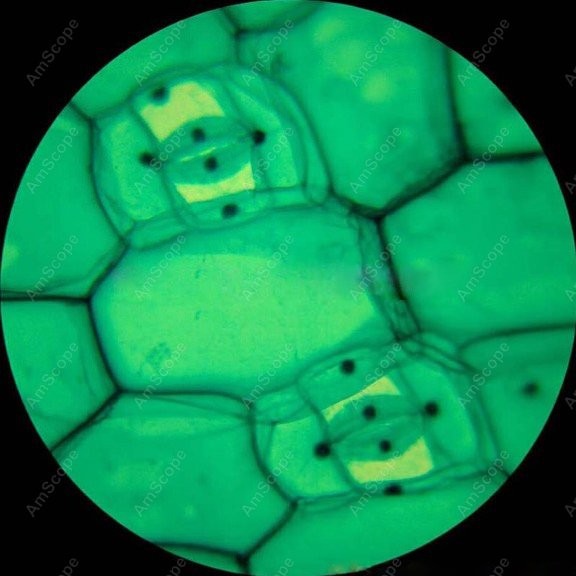 Microscopio Compuesto Monocula - Microscope Compound 40X reseña y precio